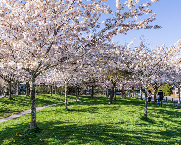 RICHMOND, CANADA - APRIL 09, 2020: Cherry trees with fresh pink flowers in spring park. - Zdjęcie, obraz