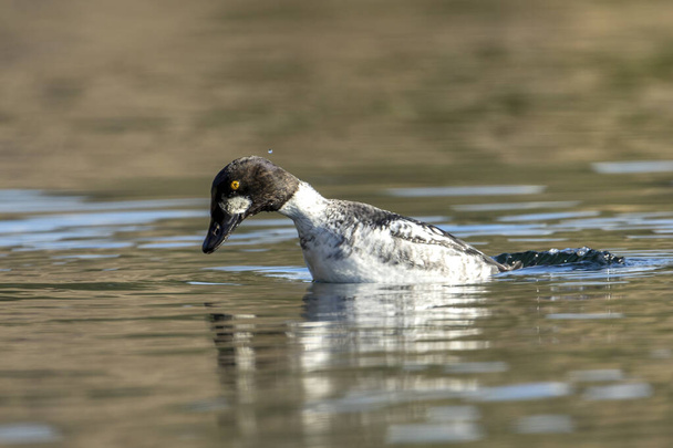 A common goldeneye starts to dive in the water in Coeur d'Alene, Idaho. - Photo, Image