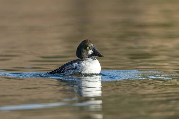 A common goldeneye shakes off water after a dive in Coeur d'A'lene, Idaho. - Photo, Image