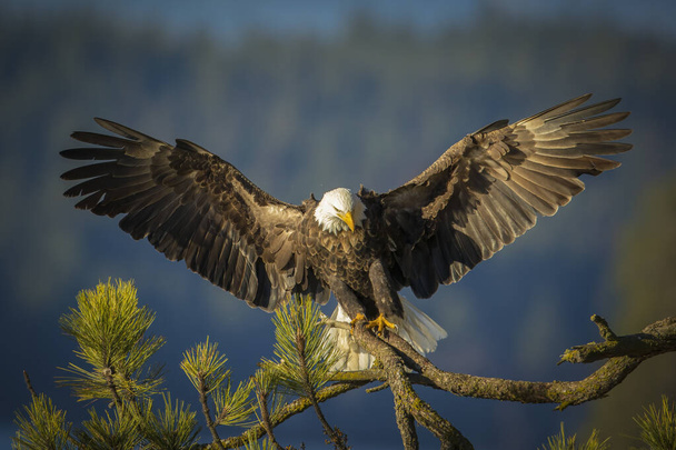 Majestatyczny łysy orzeł ląduje na gałęzi ze skrzydłami rozłożonymi na północy Idaho.. - Zdjęcie, obraz