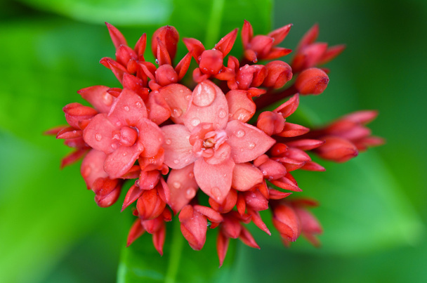 Red flower of West Indian Jasmine ( Ixora chinensis Lamk ) - Photo, Image