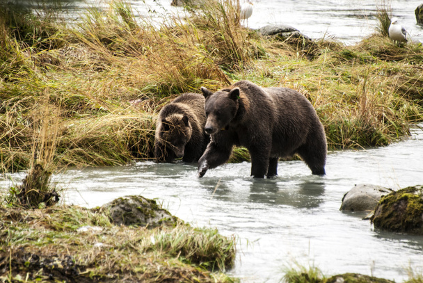 Orso bruno - Madre insegnare cucciolo di catturare i pesci
 - Foto, immagini