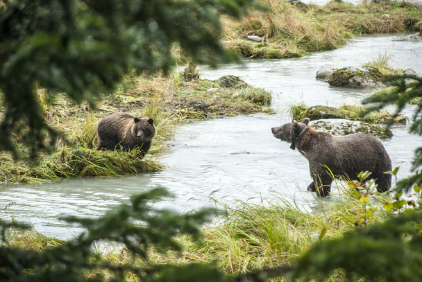 Brown Bear - Mother With Young Fishing - Photo, Image