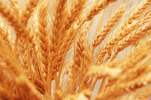 Закрытие колосьев пшеницы - мелкая глубина резкости
 - Фото, изображение