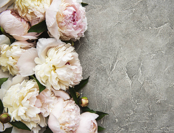 Friss fény rózsaszín bazsarózsa virágok határ másolási hely szürke beton háttér, lapos laikus.  - Fotó, kép
