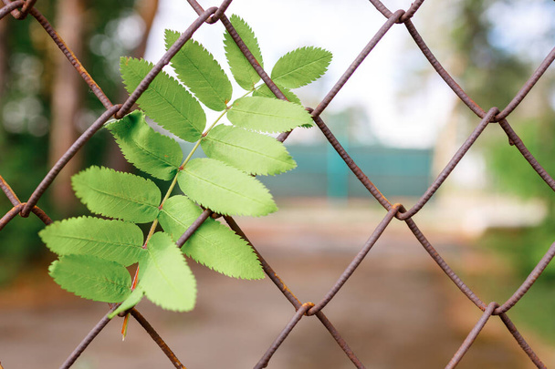 a green rowan leaf is stuck in a mesh fence, the background is blurred outside - Foto, Imagen