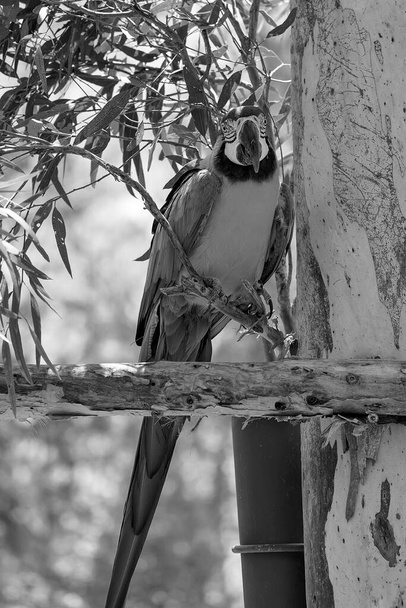 Niebieski i złoty Macaw papuga siedzi na gałęzi drzewa - Zdjęcie, obraz