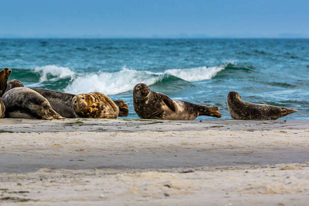 Колония морских котиков отдыхает на песчаной береговой линии возле океана. Фото из Falsterbo, Scania, Швеция - Фото, изображение