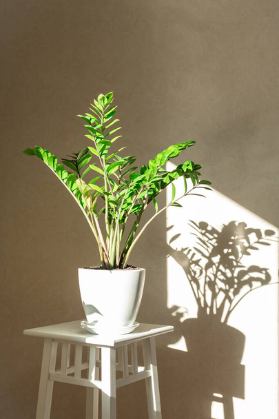 Zamioculcas bush in a white ceramic pot and shadows on the wall - Image - Photo, Image
