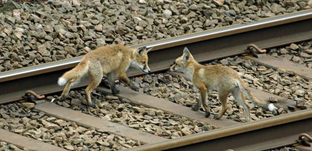 Fox cachorros explorando y jugando cerca de la guarida - Foto, Imagen