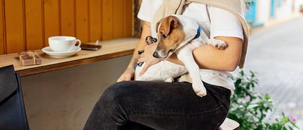 Porträt eines kleinen Hundes Jack Russell Terrier, auf den Knien einer erwachsenen Besitzerin sitzend, während er mit einer Tasse Cappuccino und einer Schachtel Süßigkeiten am Tisch im Café sitzt - Foto, Bild