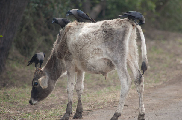 House kraait Corvus schittert op een jonge zebu Bos primigenius aanklacht. Nationaal park Keoladeo Ghana. Bharatpur. Het is Rajasthan. India. - Foto, afbeelding