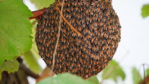 A swarm of bees resting on it's hive, large wild honey bee comb on tree branch - Photo, Image