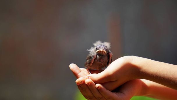 weinig sparrow op de palm van menselijke handen - Foto, afbeelding