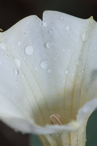 Квітка Datura sp. Національний парк Кеоладео Гана. Бхаратпур. Раджастхан. Індія. - Фото, зображення