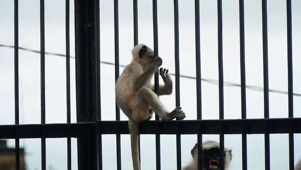 macaco indiano bebê preto  - Foto, Imagem