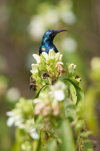 Nectarinia asiatica. Parque Nacional Keoladeo Ghana. Bharatpur. Rajastán. India. - Foto, imagen