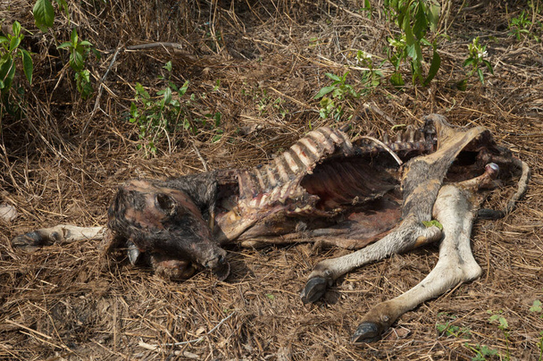 Zebu's carcass Bos primigenius indicus. Keoladeo Ghana National Park. Bharatpur. Rajasthan. India. - Photo, Image