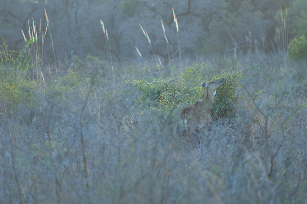Vrouwelijke nilgai Boselaphus tragocamelus bladerend. Nationaal park Keoladeo Ghana. Bharatpur. Het is Rajasthan. India. - Foto, afbeelding