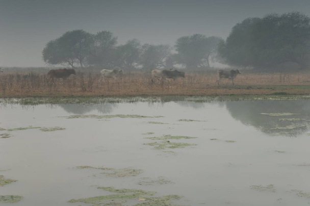Zebus Bos primigenius indicus che cammina sul bordo di uno stagno. Parco nazionale Keoladeo Ghana. Bharatpur. Rajasthan. India. - Foto, immagini