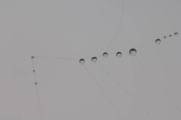 Pavučina s kapkami deště v národním parku Keoladeo Ghana. Bharatpur. Rajasthan. Indie. - Fotografie, Obrázek