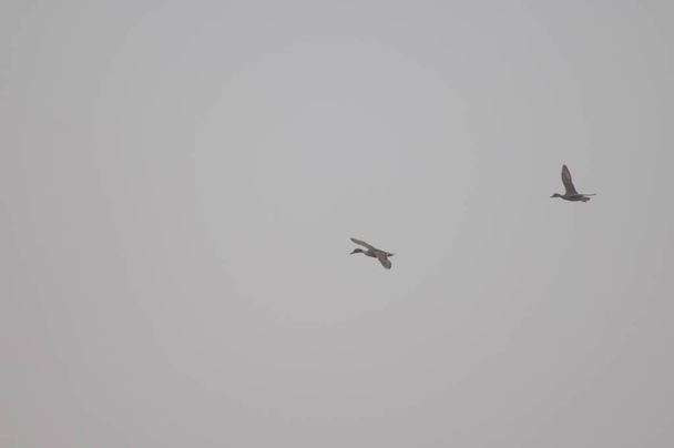 Pinillos del norte Anas acuta en vuelo. Parque Nacional Keoladeo Ghana. Bharatpur. Rajastán. India. - Foto, imagen