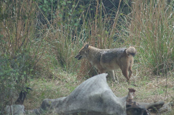Золотой шакал Canis aureus indicus рядом с мертвым зебу. Национальный парк Кеоладео Гана. Бхаратпур. Раджастхан. Индия. - Фото, изображение