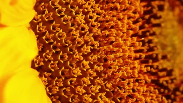 Sonnenblumenstaubgefäße - Filmmaterial, Video