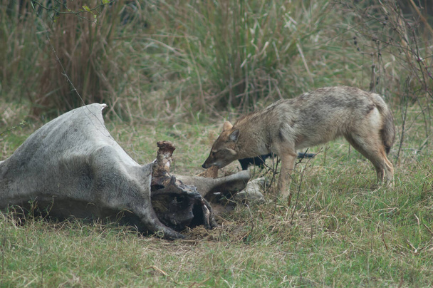 Altın Çakal Canis Aureus, ölü bir zebu yiyor.. - Fotoğraf, Görsel