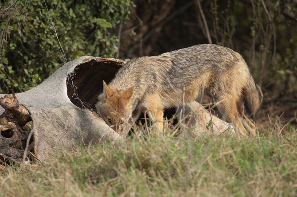 Χρυσό τσακάλι Canis aureus indicus τρώει ένα νεκρό zebu. - Φωτογραφία, εικόνα