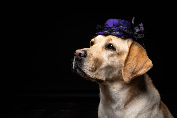 Labrador Retriever köpeğinin başlıklı yakın çekimi. Karnaval ya da Cadılar Bayramı partisi. Siyah bir arkaplanda izole edilmiş stüdyo fotoğrafı. - Fotoğraf, Görsel