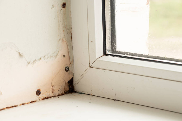 fenêtre métal-plastique dans un appartement endommagé par la moisissure et l'humidité close-up - Photo, image