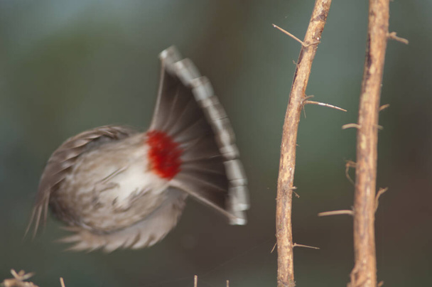 Punatukkainen sipuli Pycnonotus cafer lentämässä oksalta. - Valokuva, kuva