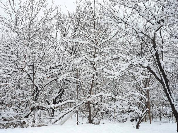 Winter, Bäume tagsüber mit Schnee bedeckt - Foto, Bild