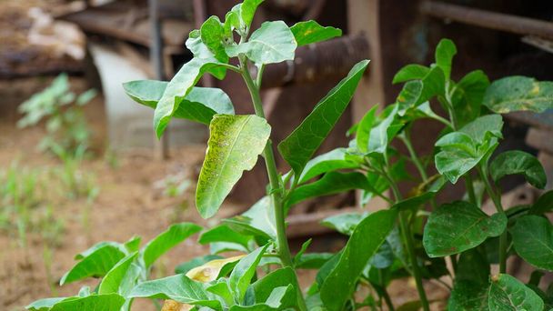 Withania somnifera φυτό γνωστό ως Ashwagandha. Ινδικά βότανα τζίνσενγκ, δηλητηριασμένο φραγκοστάφυλο, ή χειμερινό κεράσι. Ashwagandha οφέλη για την απώλεια βάρους και την υγειονομική περίθαλψη - Φωτογραφία, εικόνα