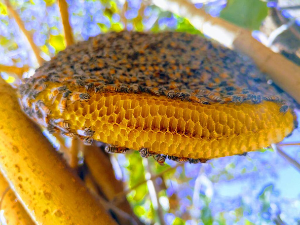 Κοντινό πορτραίτο μελισσοκόμου που κρατάει μια κηρήθρα γεμάτη μέλισσες. Μελισσοκόμος σε προστατευτικό ένδυμα εργασίας επιθεώρηση κυψελωτή πλαίσιο στο μελισσοκομείο. Μελισσοκομία. Μελισσοκόμος - Φωτογραφία, εικόνα