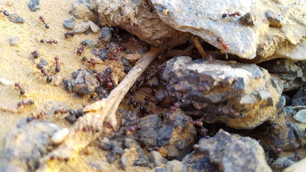 Grandes fourmis charpentières à l'intérieur du nid, fourmis ouvrières en colonie, Maroc - Photo, image