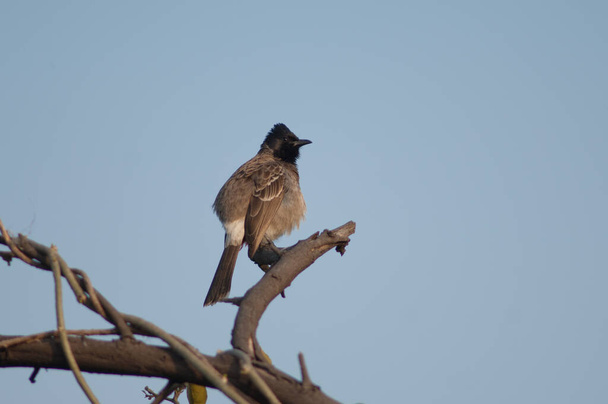 Red-vented bulbul Pycnonotus cafer on a branch. - Photo, Image