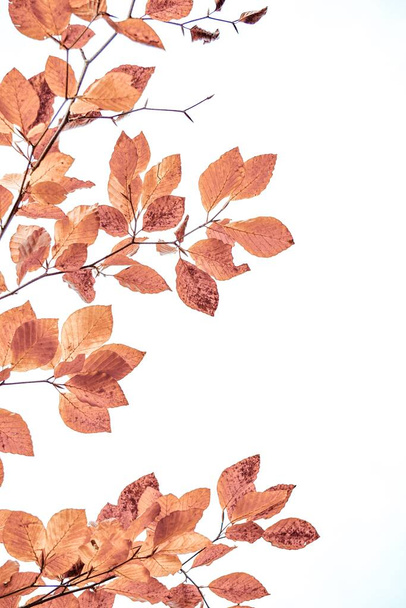 braune Blätter im Herbst, Herbstfarben  - Foto, Bild