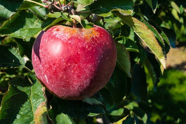Apple harvest in the old Land Hamburg - Photo, Image