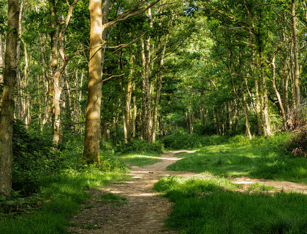 Bosques en Hertfordshire en primavera - Foto, Imagen