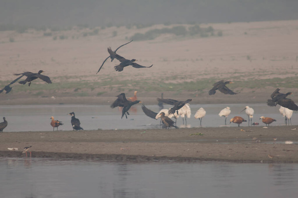 Great cormorants landing in the Yamuna River. - Photo, Image