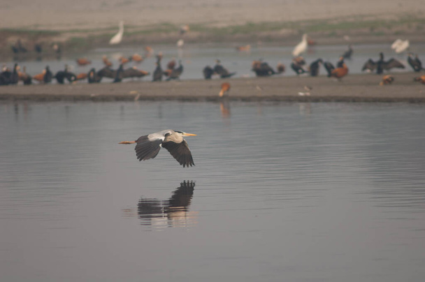 Grey heron flying in the Yamuna River. - Photo, Image