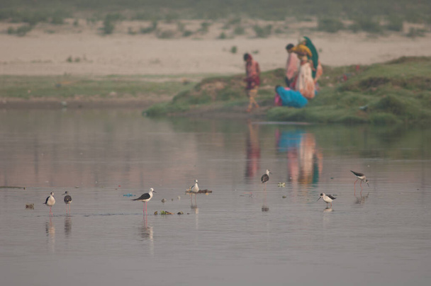 Fekete szárnyú gólyalábak és indiai család a háttérben. - Fotó, kép