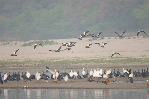 Ruddy shelducks flying in the Yamuna River. - Photo, Image
