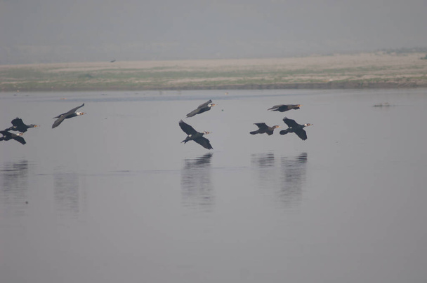 Great cormorants flying in the Yamuna River. - Photo, Image