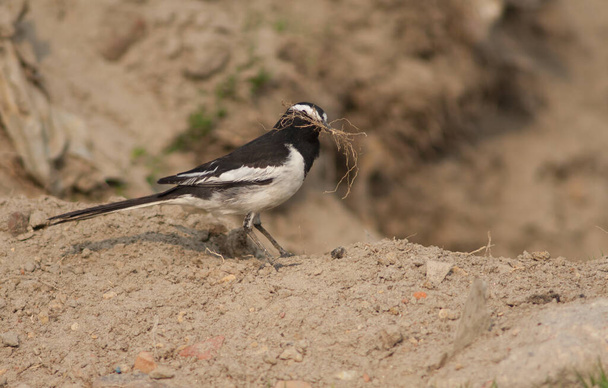 White-browed wagtail Motacilla maderaspatensis with nesting material. - Photo, Image