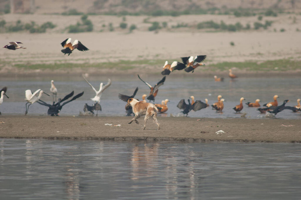 Feral dog chasing birds in the Yamuna River. - Photo, Image