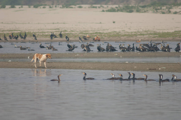Feral hond Canis lupus familiaris en grote aalscholvers Phalacrocorax carbo. - Foto, afbeelding