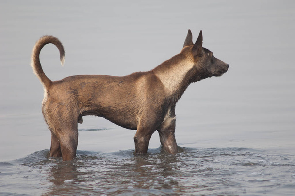 Vadkutya Canis lupus familiaris a Yamuna folyóban. - Fotó, kép